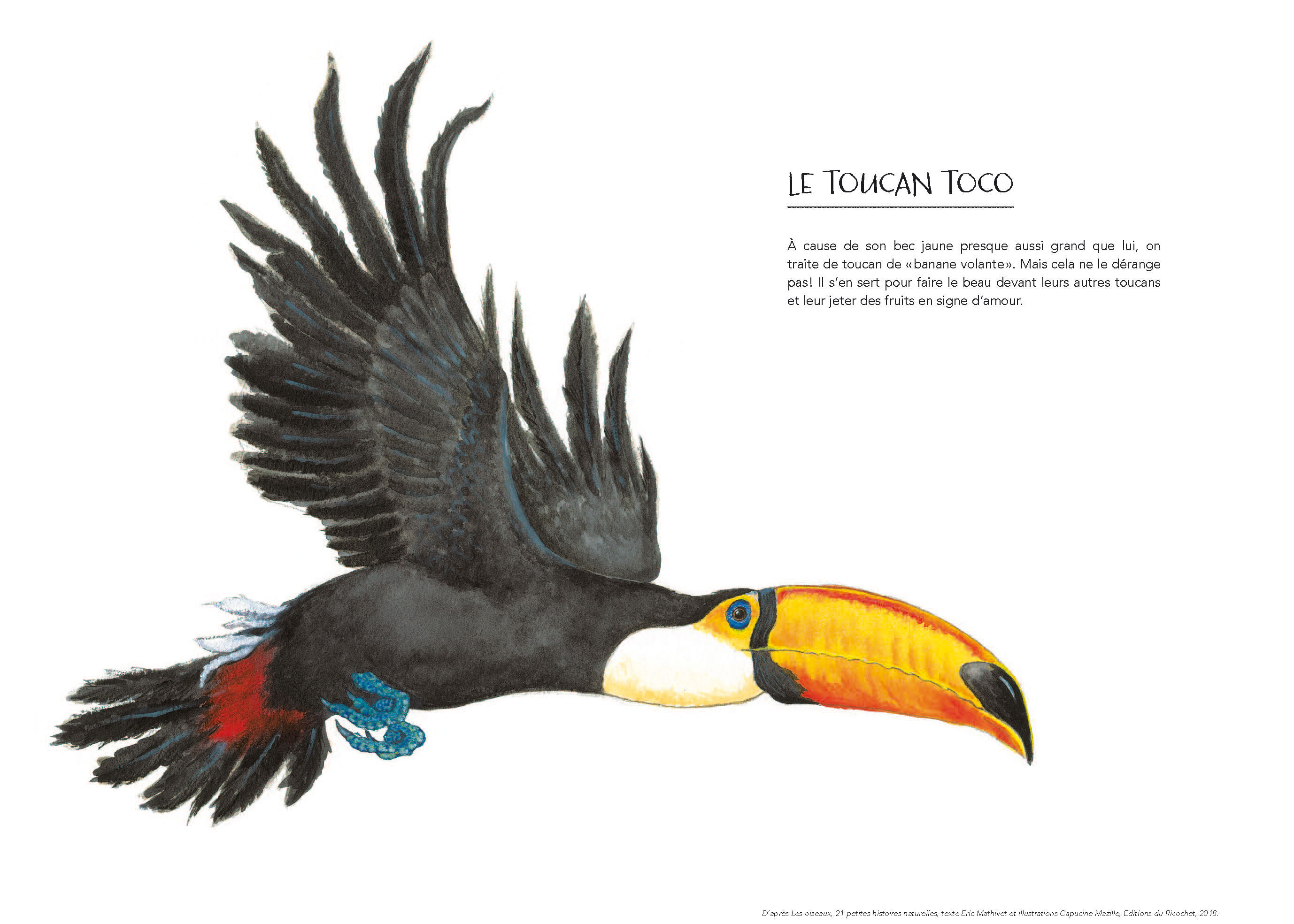 Expo Oiseaux toucan editions ricochet